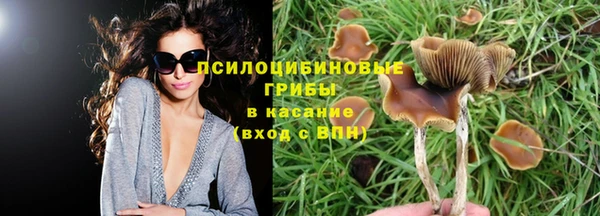 сатива Новозыбков