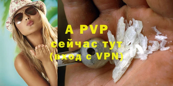сатива Новозыбков