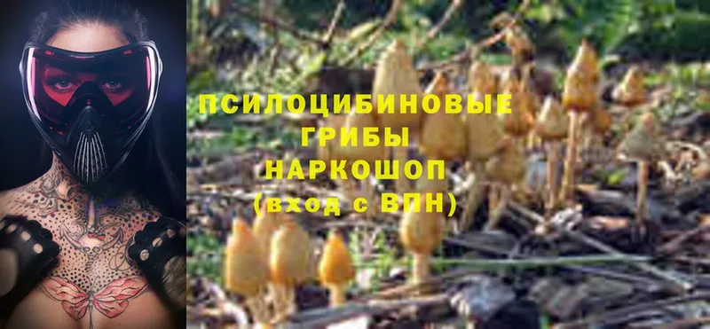 Псилоцибиновые грибы Psilocybe  Разумное 